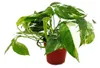 Bielopruhovaný brečtan – Epipremnum variegata – Scindapsus Náhľad obrázku produktu 1