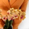 Kolibri Orchids – oranžová orchidej Phalaenopsis – Bolzano Náhled obrázku produktu 4