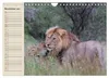 Löwen. Majestätische Kraft (Wandkalender 2027 DIN A4 quer), Produktbild-Vorschau 6