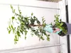Waldguave Psidium eugeniaefolia 80-120 cm exotische Guave Produktbild-Vorschau 5