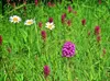 CALVENDO Puzzle Pyramiden-Orchis in bunter Gesellschaft Produktbild-Vorschau 3