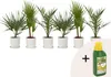 Mieszanka palm ogrodowych - 6 szt - Wysokość 50-70cm - Podgląd zdjęcia produktu 7