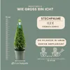 Plants by Frank | Echte Stechpalme Pyramide | Ilex Crenata Produktbild-Vorschau 7