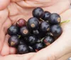 Hands holding a bunch of blackcurrants. Produktbild-Vorschau