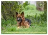 Altdeutsche Schäferhunde - Traumhafte Schäferhunde Produktbild-Vorschau 5