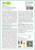 SAFLAX  -- Basilico tailandese - 250 semi - Ocimum Anteprima dell’immagine prodotto 3