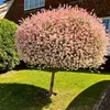 Harlekinweide Stämmchen 120–140 cm – Salix integra Hakuro Produktbild-Vorschau 1