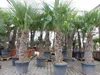 XXXXL 210 - 230 cm Trachycarpus fortunei Hanfpalme, Produktbild-Vorschau 1