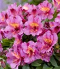 BALDUR Garten Winterharte Alstromeria Incalys® 'Purple', 1 Produktbild-Vorschau 2