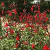 6 x Salvia micr.  - Salvia microphylla 'Royal Bumble'  | Anteprima dell’immagine prodotto 2