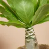 Bloomique - Brighamia Insignis - Palmier d'Hawaï - Plantes Voir les images du produit 3