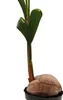 Prawdziwa palma kokosowa - Cocos nucifera - z prawdziwym Podgląd zdjęcia produktu 3
