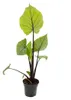 Alocasia "Black Cobra" - Schwarze Kobra - Elefantenohr - Produktbild-Vorschau 3