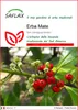 SAFLAX  - Erba Mate - 10 semi - Ilex Anteprima dell’immagine prodotto 1