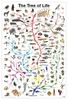 Lebensbaum Poster The Tree of Life + Ü-Poster Produktbild-Vorschau 1