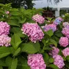 Green boutiQ - Gartenpflanze - Hydrangea Endles Summer The Produktbild-Vorschau 1