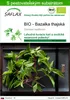SAFLAX - BIO - Bazalka thajská - Ocimum basilicum - 250 Náhľad obrázku produktu 1