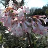Winterschneeball Charles Lamont - Viburnum bodnantense - Produktbild-Vorschau 3
