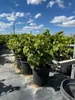 Rows of potted grapevines under a blue sky with white clouds. Voir les images du produit
