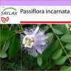 SAFLAX  - mučenka - Passiflora incarnata - 5 Semena Náhled obrázku produktu 5