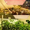 A collage showing a grow light illuminating succulents and then tomato plants. Náhľad obrázku produktu
