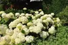 Hydrangea arb. 'Annabelle' - Ballhortensie 'Annabelle' 30- Anteprima dell’immagine prodotto 2