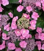 BALDUR Garten 1x Hortensie 'Pink Lace', Pflanze im 13 Produktbild-Vorschau 2