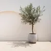 Olea Europaea - drzewko oliwne na pniu, wiecznie zielona Podgląd zdjęcia produktu 5