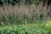 Stauden Gänge 1 x Molinia arundinacea 'Transparent' im 1 Produktbild-Vorschau 2