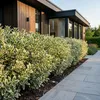 Green boutiQ - 24x Euonymus japonicus White Spire - Produktbild-Vorschau 5