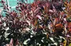 Cotinus dummeri 'Grace' - Paruka keř Grace 60- 80 cm Náhled obrázku produktu 2