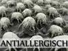 A close-up, microscopic view of dust mites on a surface, with text overlay. Produktbild-Vorschau