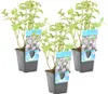 Bloomique - 3er Set - Mentha Aquatica - Wasserminze - Produktbild-Vorschau 1