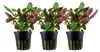 Aquarium Pflanze 3 Stück Lobelia cardinalis Wasserpflanze Produktbild-Vorschau 1