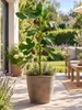 Vijgenboom 'Brown Turkey', circa 30 cm – Ficus carica, Productafbeelding-voorbeeld 1