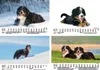Hundezauber Berner Sennen DIN A5 Kalender für 2026 Welpen Produktbild-Vorschau 2
