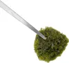 A pair of metal tweezers holding a clump of green moss. Podgląd zdjęcia produktu