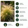 Stauden Gänge 1 x Stipa tenuissima 'Pony Tails' im 1 Liter Produktbild-Vorschau 8