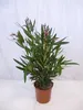 [Palmenlager] - Oleander 90 cm PINK - Pot 22 cm Ø -Busch - Produktbild-Vorschau 1