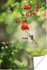 MuchoWow® Poster Vogel - Kolibri - Rot - Grün 20x30 cm - Produktbild-Vorschau 1