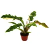 Filodendron "Ring of Fire" - niezwykly przyjaciel drzew - Podgląd zdjęcia produktu 2