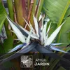 Strelitzia augusta - alba - oiseau de paradis blanc- plante Voir les images du produit 2