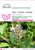 SAFLAX - Zioła - Lukrecja / Lukrecja - 30 Nasiona - Podgląd zdjęcia produktu 1