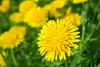 SAFLAX - BIO - Löwenzahn - Taraxacum officinale - 400 Samen Produktbild-Vorschau 5