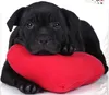 Labrador Retriever - Bettwäsche-Set mit Wendemotiv, 135x200 Produktbild-Vorschau 7