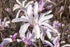 Magnolia liliiflora 'Susan', Purpur-Magnolie, purpurrosa, Produktbild-Vorschau 9