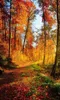 Fototapete - Forest Walk 150x250cm - Vliestapete Produktbild-Vorschau 1