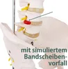 Anatomiemodell menschliche Wirbelsäule, Lebensgroß, aufgehangen an einem Gestell, Details Bandscheibenvorfall Produktbild-Vorschau