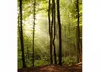Dimex fototapeta MS-3-0098 Les 225 x 250 cm Náhľad obrázku produktu 1