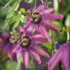 Close-up of purple passion flowers with green leaves. Voir les images du produit